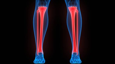 İnsan iskelet sistemi anatomisinin kaval kemiği ve kaval kemiği eklemleri 3D