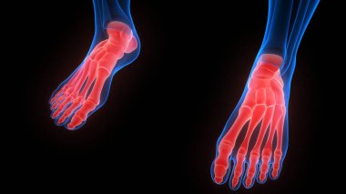 İnsan İskelet Sistemi 'nin Ayak Kemiği Eklemleri 3D