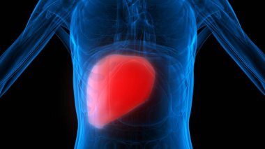 Karaciğer Bir İnsan Sindirim Sistemi Anatomisi X-ray 3D görüntüleme