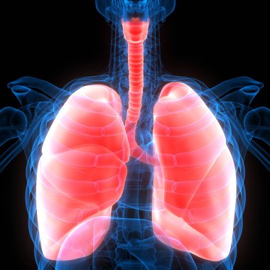 Ciğerleri İnsan Solunum Sistemi 'nin bir parçası Anatomi X-ray 3D görüntüleme
