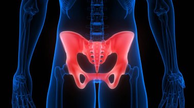 İnsan iskelet sistemi anatomisinin leğen kemiği eklemleri 3D