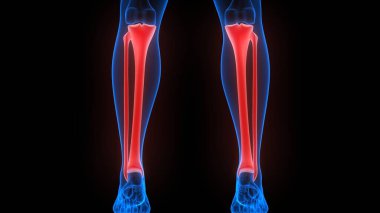 İnsan İskelet Sistemi 'nin Kaval ve Ulna Kemik Eklemleri 3D