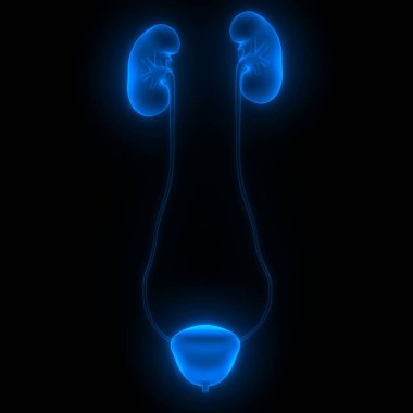 İdrar Sistemi Böbrekleri İnsan İç Organı Mesane Anatomisi Röntgen 3D