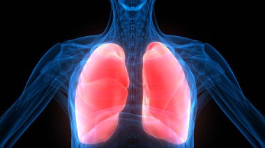 Ciğerleri İnsan Solunum Sistemi 'nin bir parçası Anatomi X-ray 3D görüntüleme