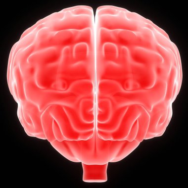 Sinir Sistemi Anatomisi X-ray 3D işlemeli İnsan İç Organ Beyni