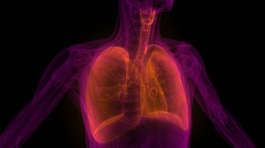 Ciğerleri İnsan Solunum Sistemi 'nin bir parçası Anatomi X-ray 3D görüntüleme