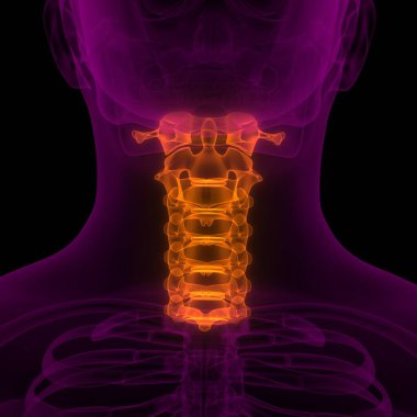 İnsan İskeleti Anatomisi 'nin Omurga Servikal Omurgası Röntgen 3D
