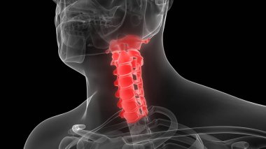 İnsan İskeleti Anatomisi 'nin Omurga Servikal Omurgası Röntgen 3D