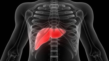 Karaciğer Bir İnsan Sindirim Sistemi Anatomisi X-ray 3D görüntüleme