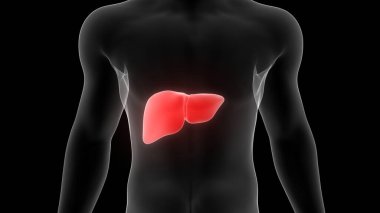 Karaciğer Bir İnsan Sindirim Sistemi Anatomisi X-ray 3D görüntüleme