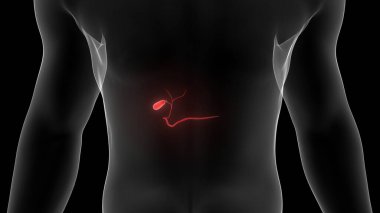Sindirim Sisteminin İç Organı Safra Mesanesi Anatomi X-ışını 3D