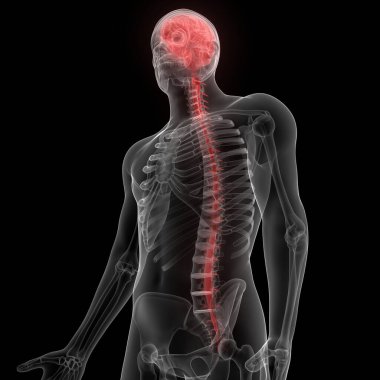Sinir Sistemi Anatomisi X-ray 3D işlemeli İnsan İç Organ Beyni