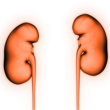 İdrar Sistemi Böbrekleri İnsan İç Organı Mesane Anatomisi Röntgen 3D