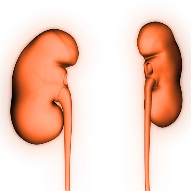 İdrar Sistemi Böbrekleri İnsan İç Organı Mesane Anatomisi Röntgen 3D