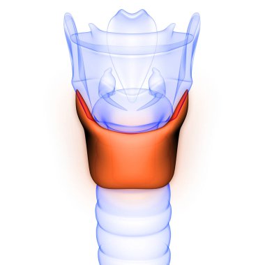 İnsan Bezleri Thyroid Bezi Anatomi X-ray 3D görüntüleme