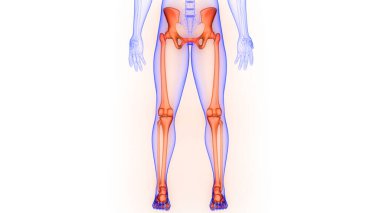 İnsan İskelet Sistemi 'nin Alt Uzuv Eklemleri 3D Yapılandırma