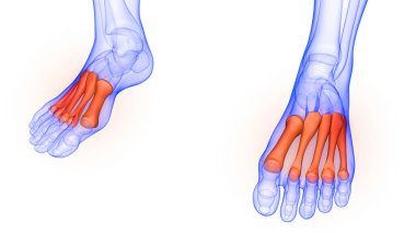 İnsan İskelet Sistemi 'nin Ayak Kemiği Eklemleri 3D
