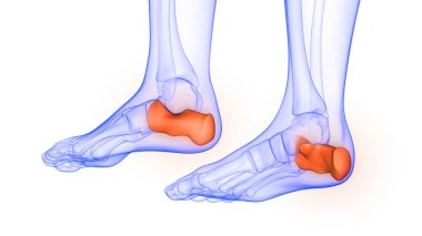 İnsan iskelet sistemi anatomisinin Calcaneus Kemik Eklemleri 3D
