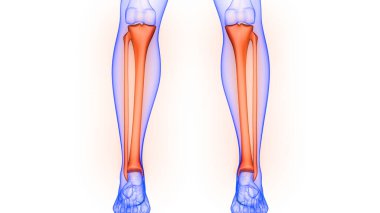İnsan iskelet sistemi anatomisinin kaval kemiği ve kaval kemiği eklemleri 3D