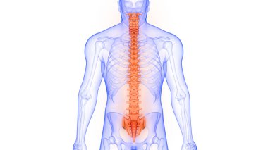 İnsan iskeletinin omurgası X-ray 3D görüntüleme