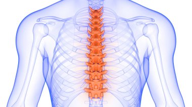 İnsan İskeleti Anatomisi 'nin Omurga Omurgası 3 boyutlu Röntgen Taraması