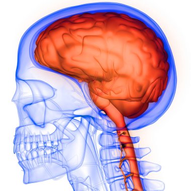 Sinir Sistemi Anatomisi X-ray 3D işlemeli İnsan İç Organ Beyni
