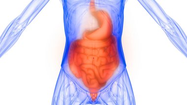Sindirim Sistemi Anatomisi 'nin İnsan İç Organı X-ray 3D görüntüleme