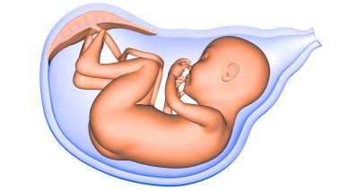 Ana rahmindeki insan fetüsü anatomi 3D görüntüleme