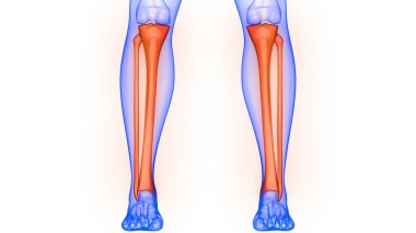 İnsan iskelet sistemi anatomisinin kaval kemiği ve kaval kemiği eklemleri 3D
