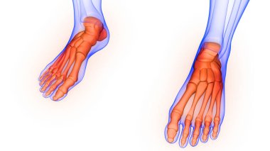 İnsan İskelet Sistemi 'nin Ayak Kemiği Eklemleri 3D