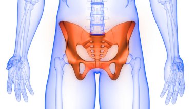 İnsan iskelet sistemi anatomisinin leğen kemiği eklemleri 3D