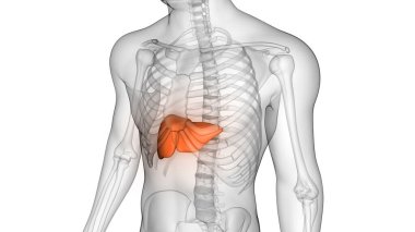 Karaciğer Bir İnsan Sindirim Sistemi Anatomisi X-ray 3D görüntüleme