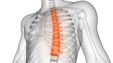 İnsan İskeleti Anatomisi 'nin Omurga Omurgası 3 boyutlu Röntgen Taraması