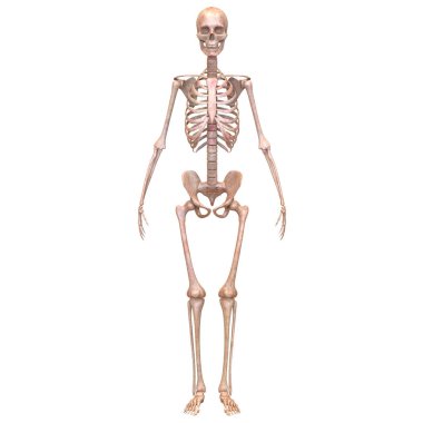 Bone Joints of Human Skeleton System Anatomy 3d rendering clipart