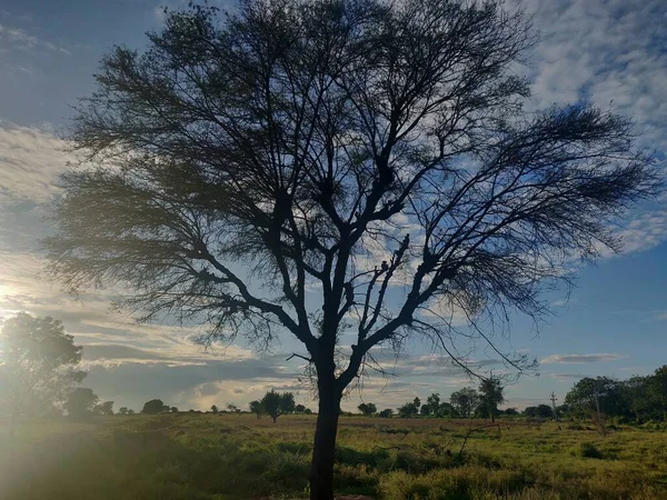 Дерево Зеленом Лугу Вид Днем — стоковое фото