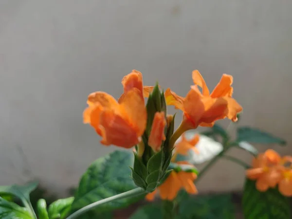 Very Colorful Tradition Crossandra Flowers — Stock Photo, Image