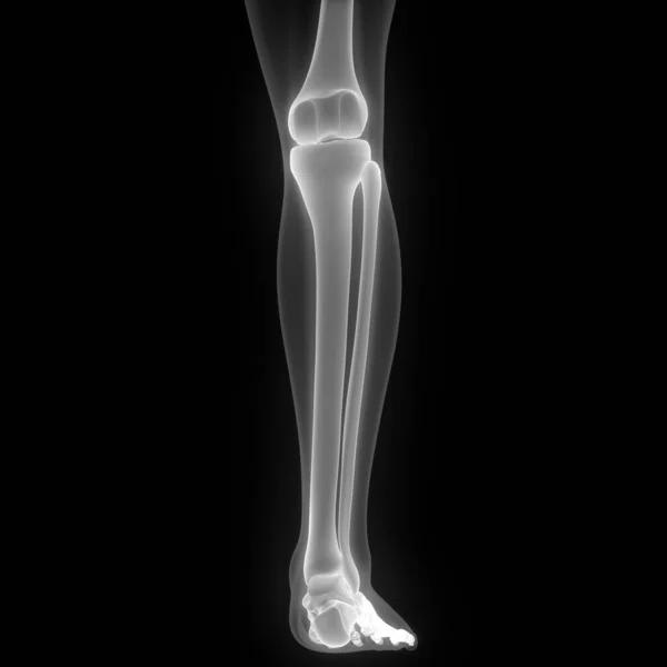 Articulações Osso Perna Anatomia Sistema Esqueleto Humano Renderização — Fotografia de Stock