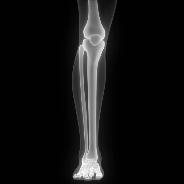 Leg Bone Joints of Human Skeleton System Anatomy 3d rendering