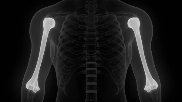 Humerus Joints Osseux Anatomie Système Squelettique Humain Rendu — Photo