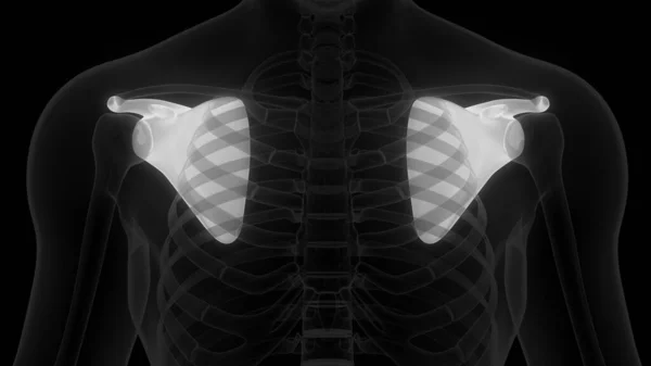 Scapula Bone Joints Human Skeleton System Anatomy — стокове фото