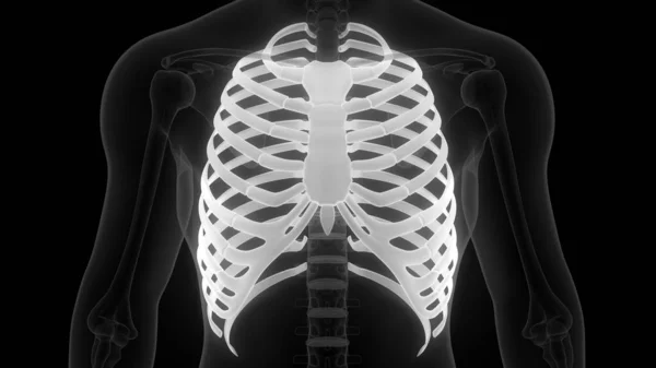 Rib Cage Human Skeleton System Anatomy Rendering — Stockfoto