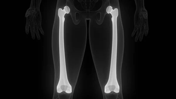 Humerus Csontos Ízületek Emberi Csontváz Rendszer Anatómia Renderelés — Stock Fotó
