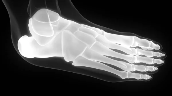人体骨骼系统解剖三维成形术的足骨连接 — 图库照片