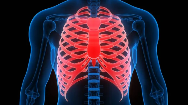 Rib Cage Joints Human Skeleton System Anatomy — стокове фото