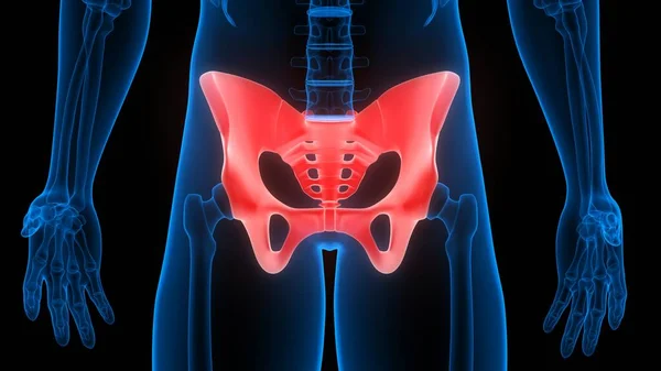 İnsan iskelet sistemi anatomisinin leğen kemiği eklemleri 3D