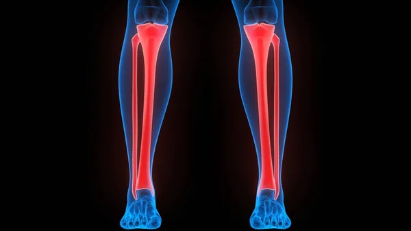 Tibia Och Fibula Benleder Mänskligt Skelett System Anatomi Rendering — Stockfoto