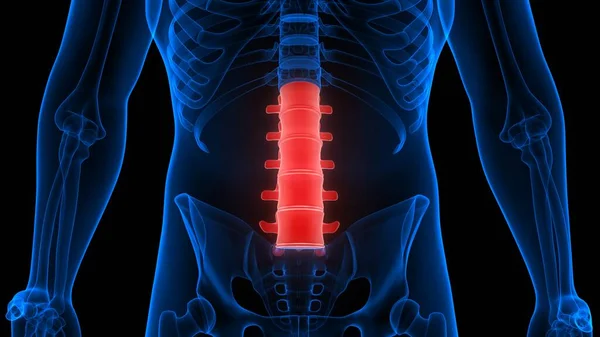 Människans Skelett System Vertebral Kolonn Lumbar Vertebrae Anatomi Rendering — Stockfoto