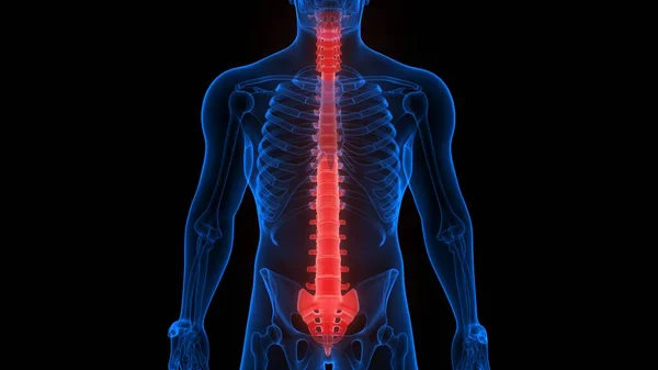 Människans Skelett System Vertebral Kolonn Anatomi Rendering — Stockfoto