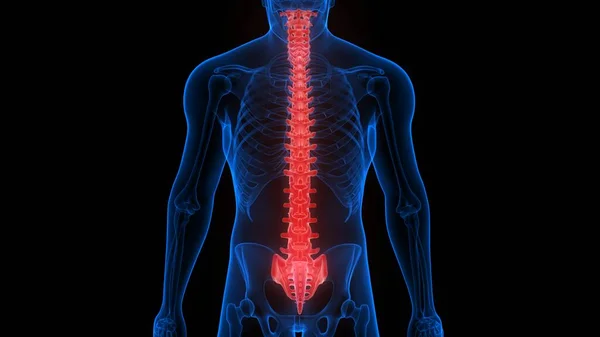 Människans Skelett System Vertebral Kolonn Anatomi Rendering — Stockfoto