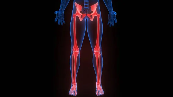 人体骨骼系统的下肢骨节解剖三维绘制 — 图库照片